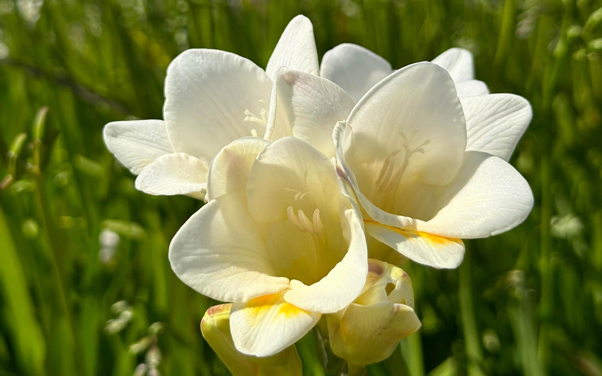 fields sourceofflowers freesias 12