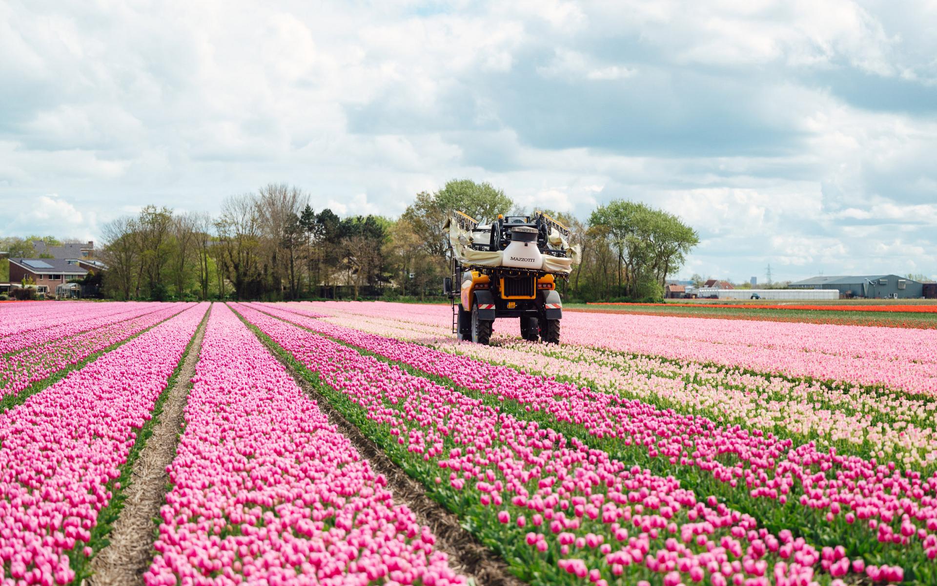 fields by dutch tulips 1