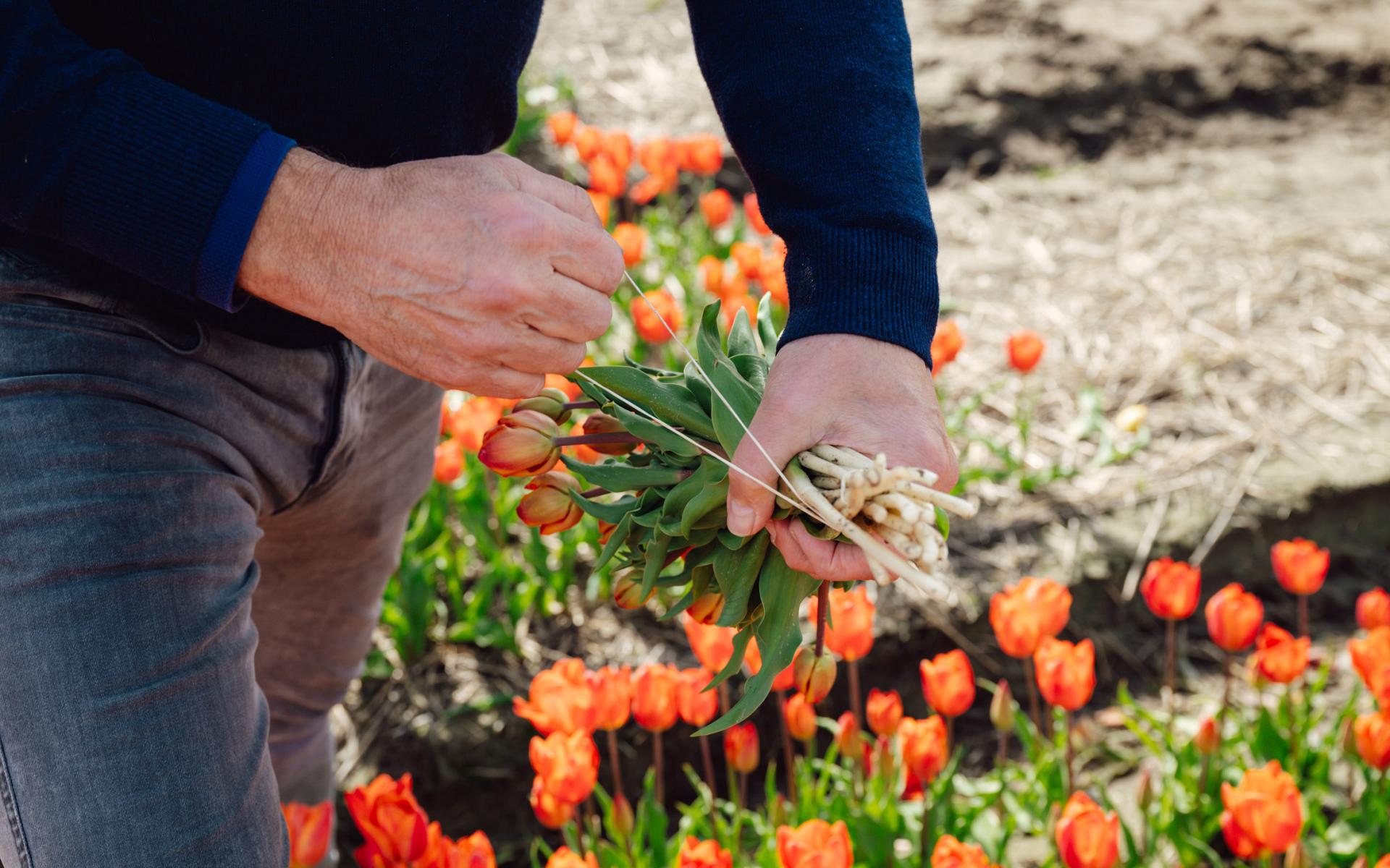 fields by dutch tulips 4