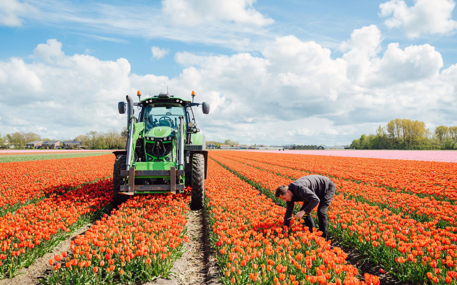 fields by dutch tulips 5