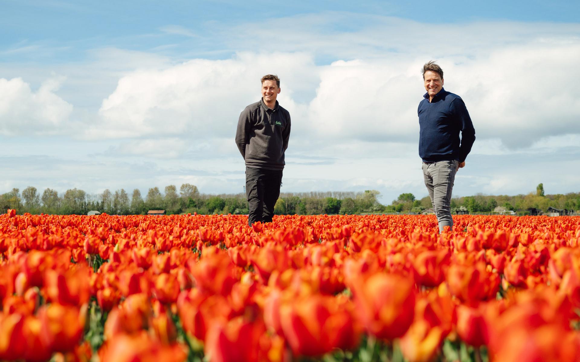 fields by dutch tulips 6