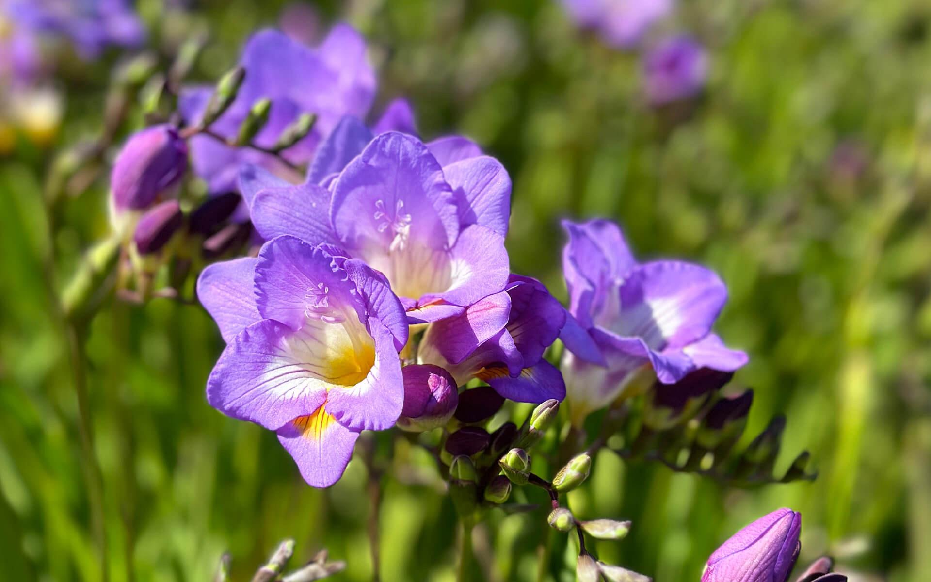 fields sourceofflowers freesias 11