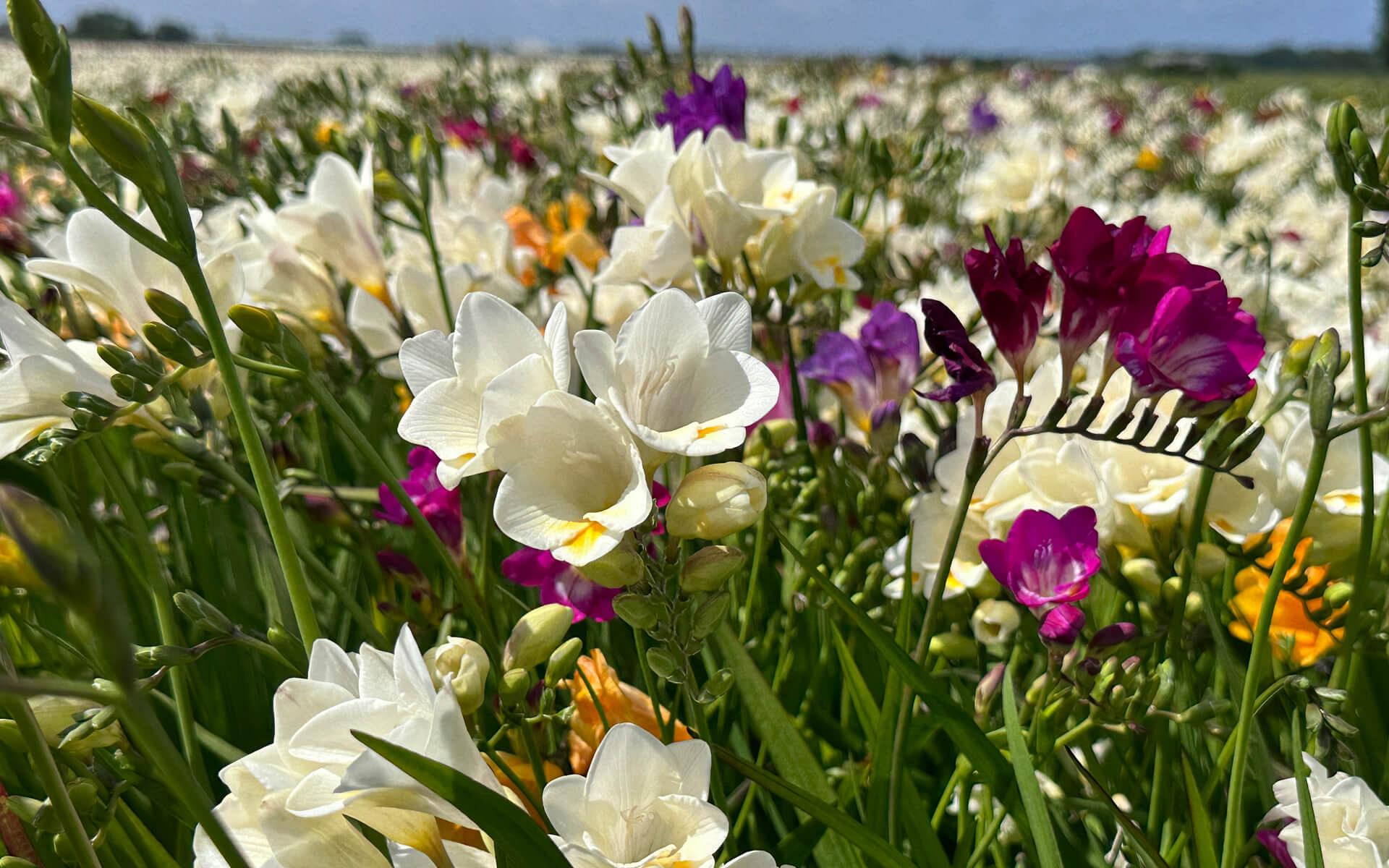 fields sourceofflowers freesias 13