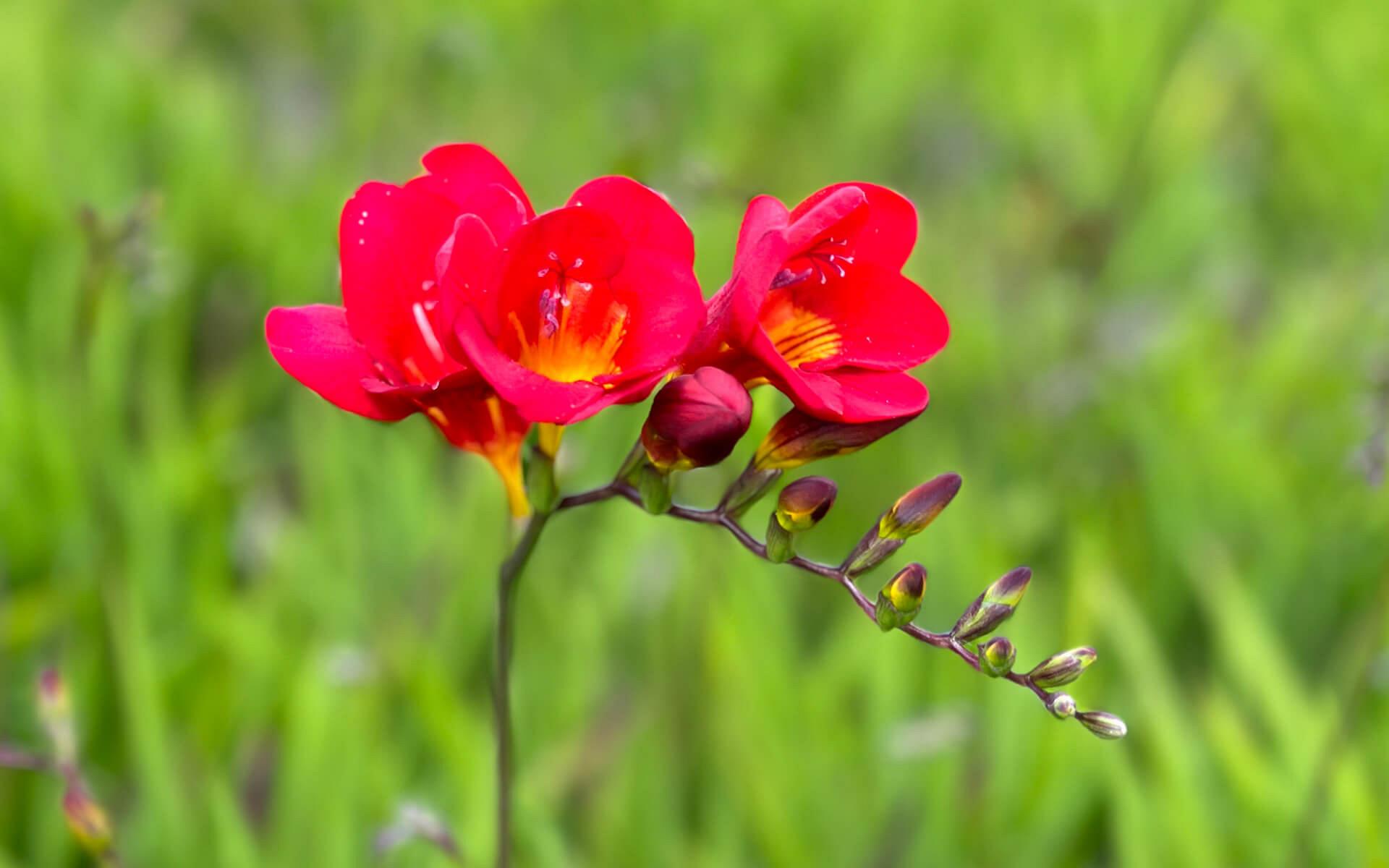 fields sourceofflowers freesias 14