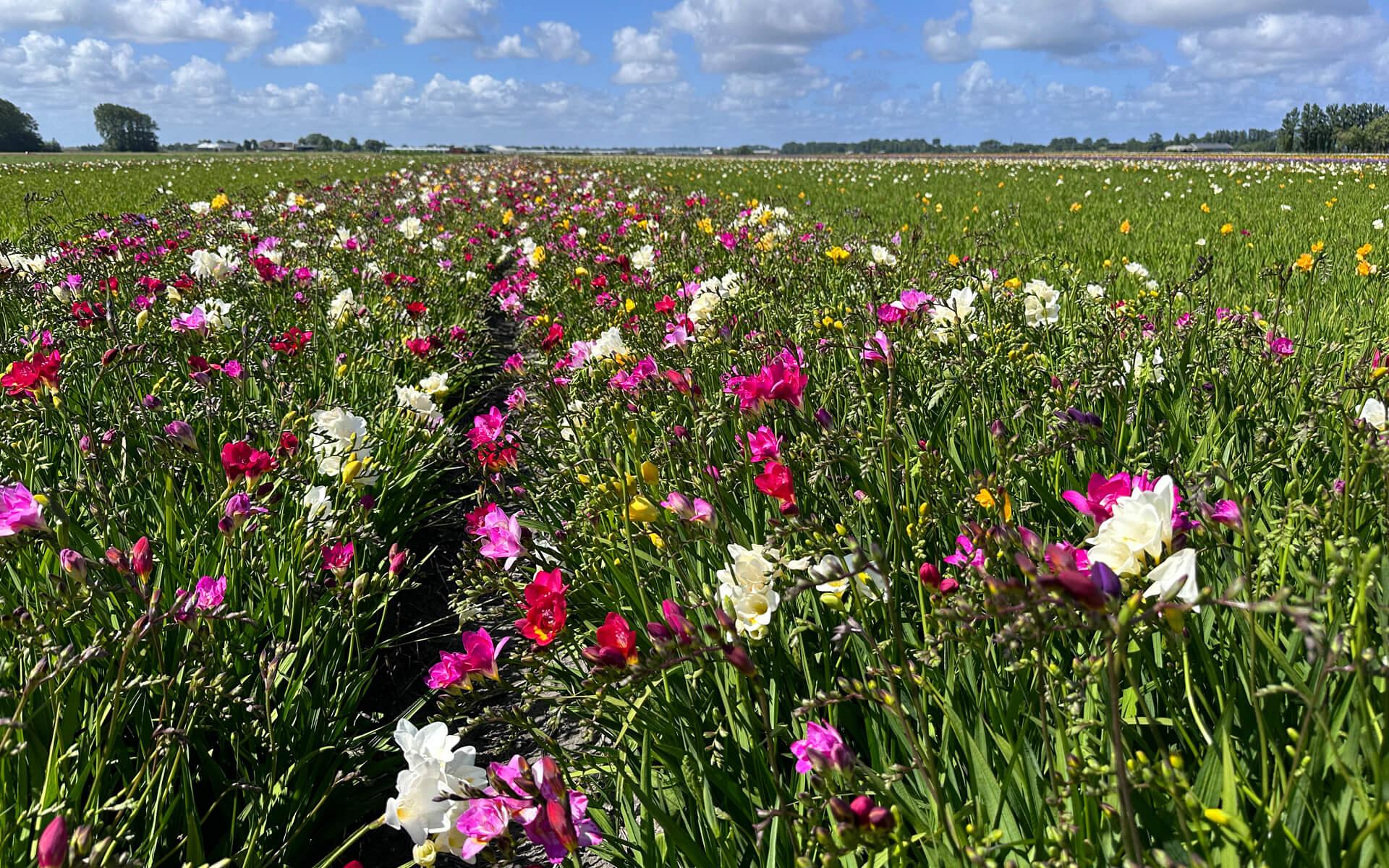 fields sourceofflowers freesias 15