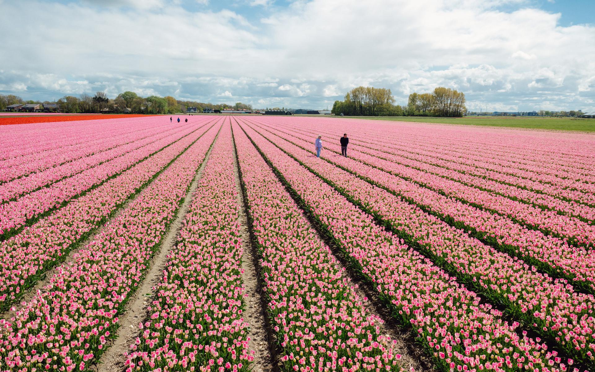 fields by dutch tulips 2