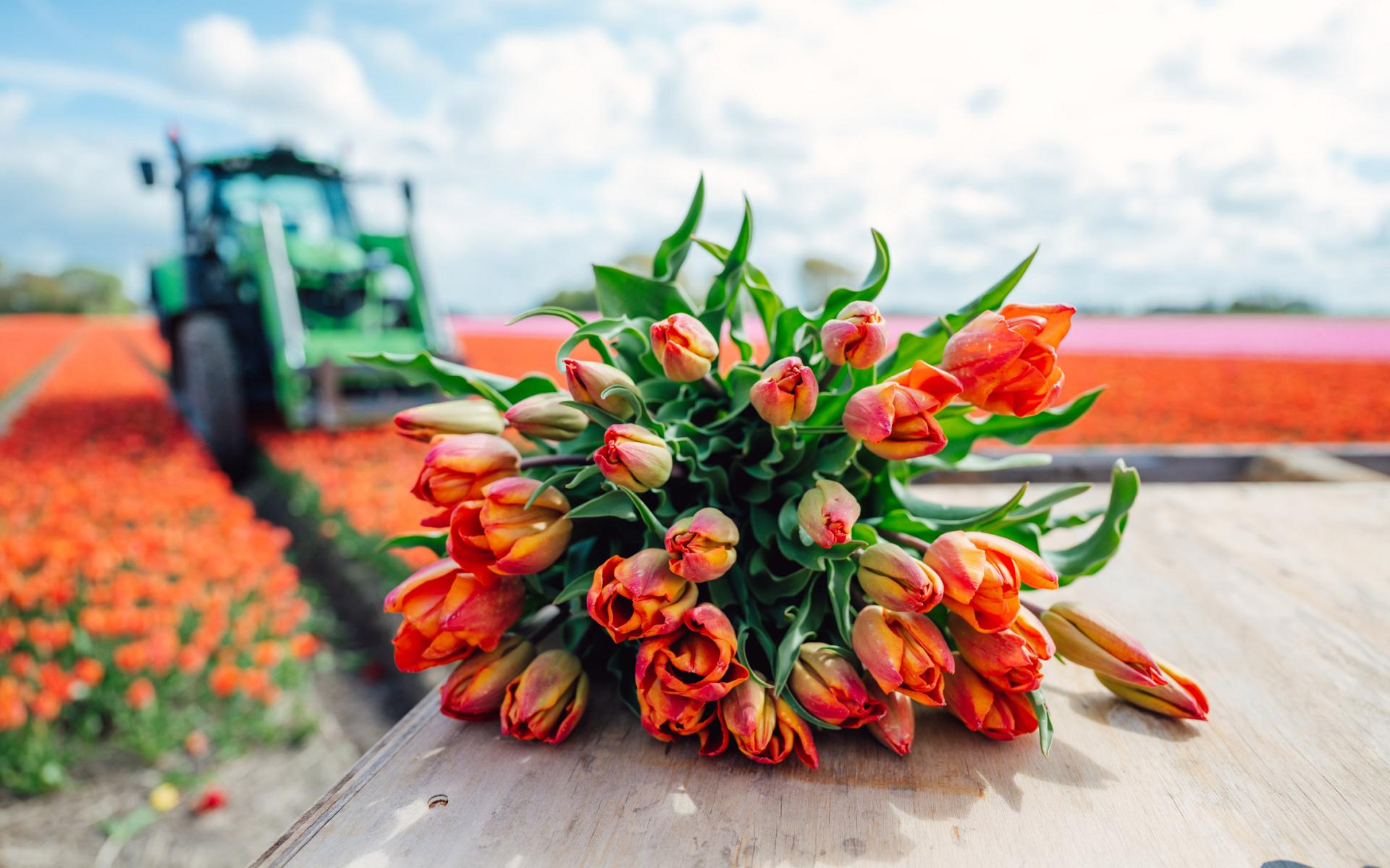 fields by dutch tulips 3