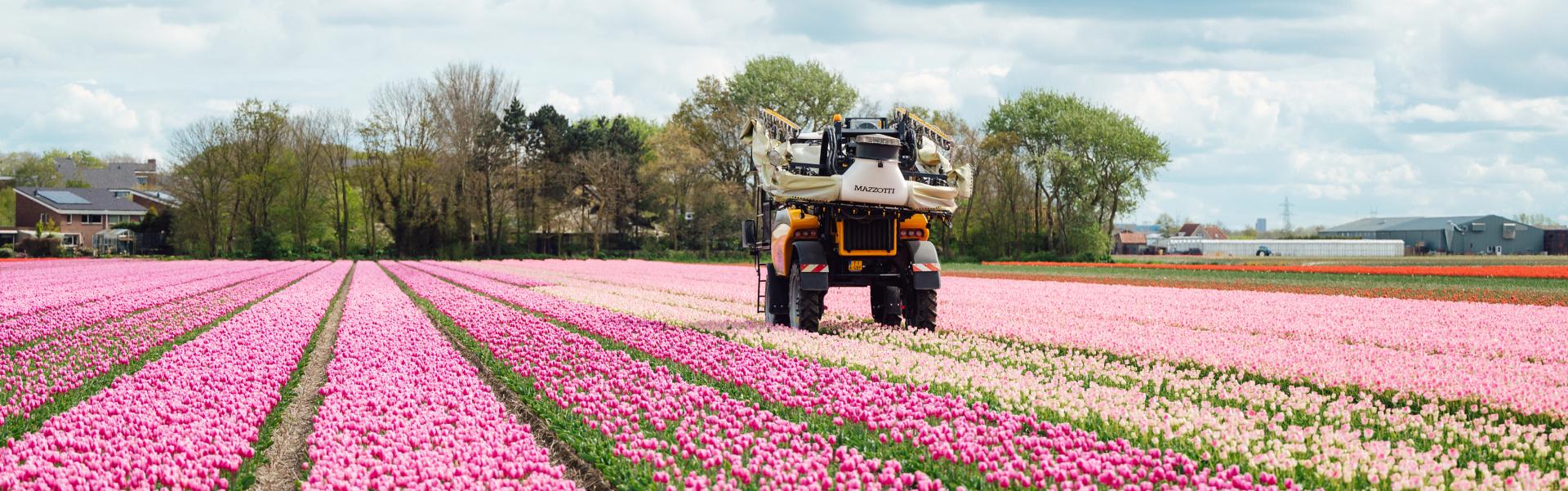 Fields Source of Flowers