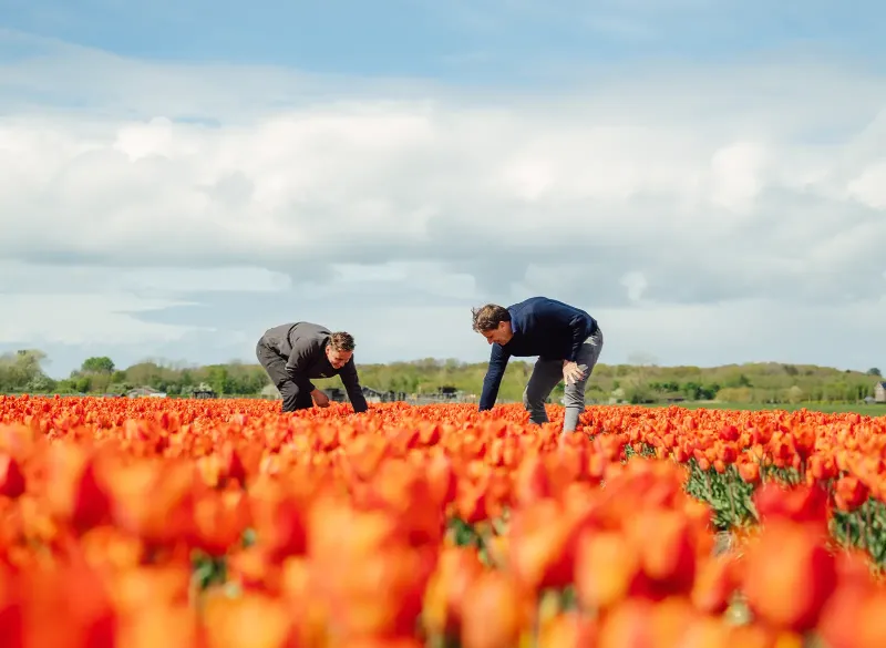 fields by dutch tulips noordwijkerhout nederland